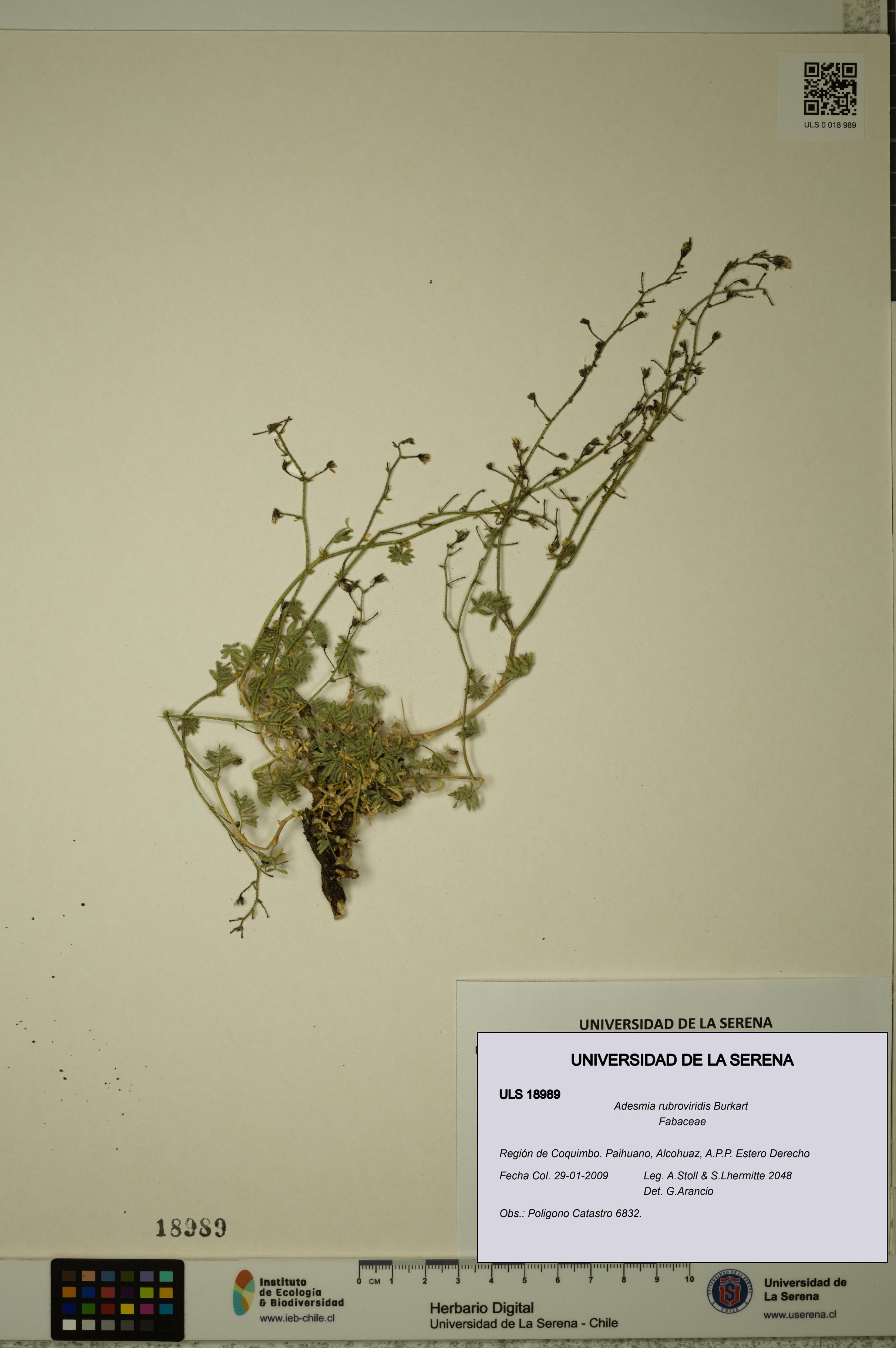 Adesmia rubroviridis [Espécimen: ULS:ULS:0018989]