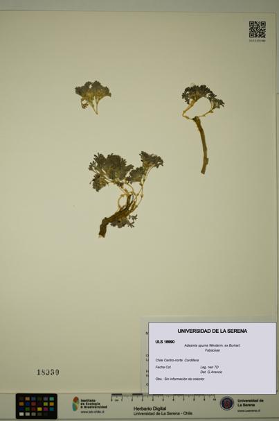 Adesmia spuma [Espécimen: ULS:ULS:0018990]