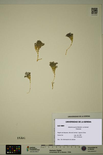 Adesmia spuma [Espécimen: ULS:ULS:0018991]