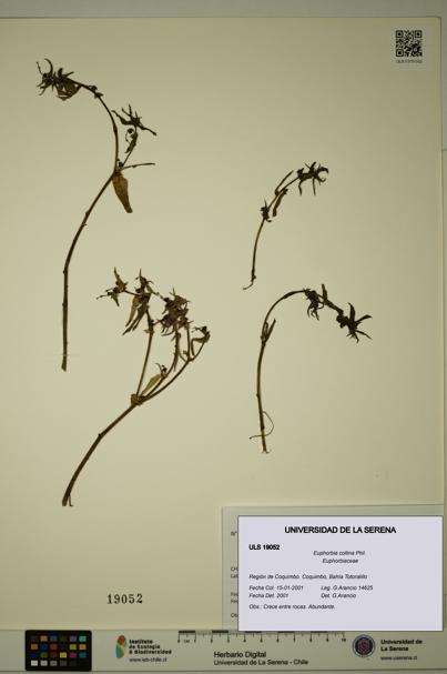 Euphorbia collina [Espécimen: ULS:ULS:0019052]