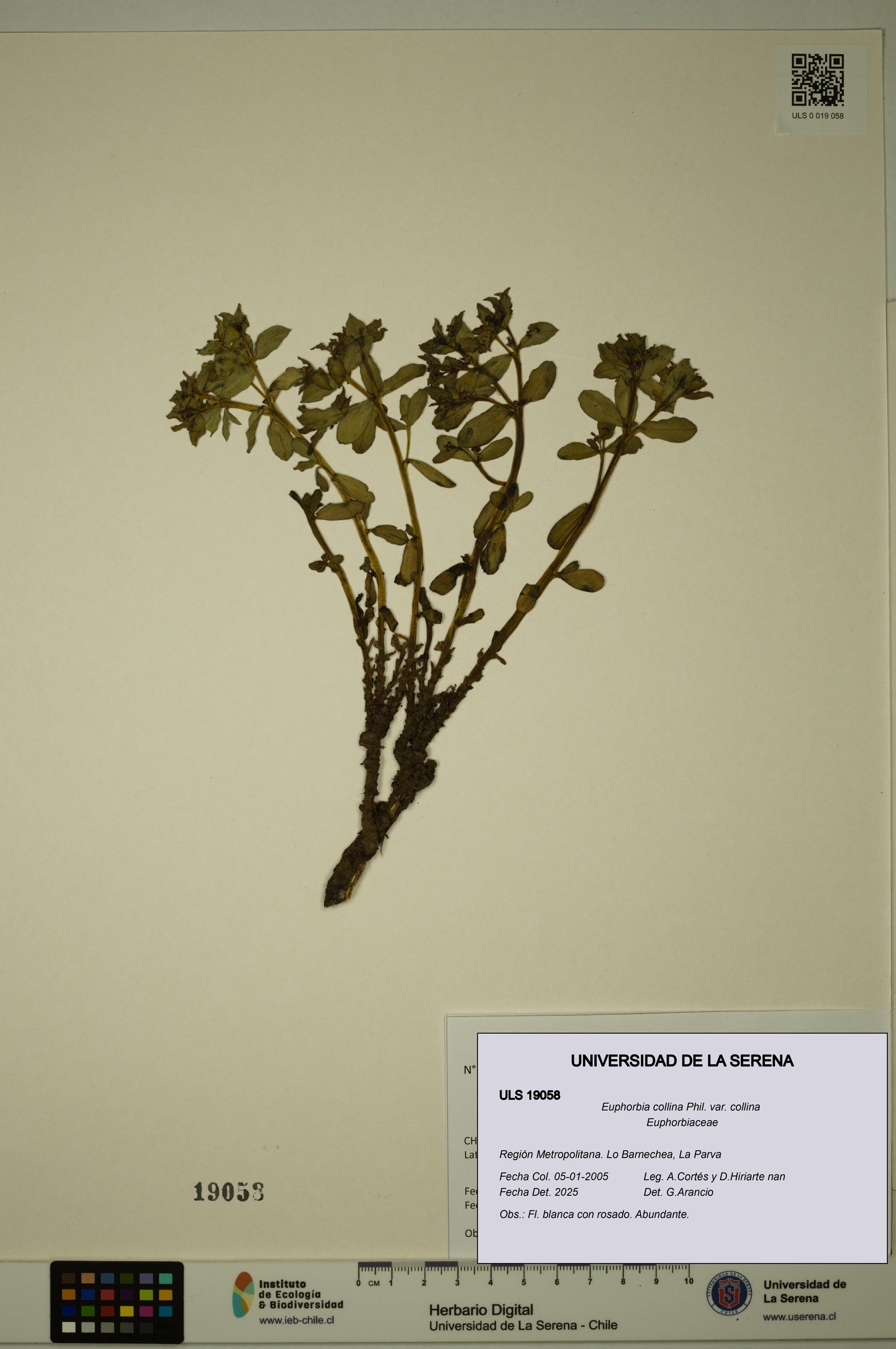 Euphorbia collina var. collina [Espécimen: ULS:ULS:0019058]