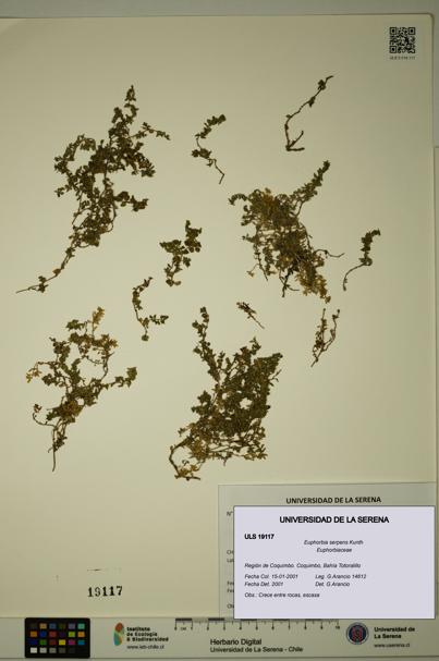Euphorbia serpens [Espécimen: ULS:ULS:0019117]