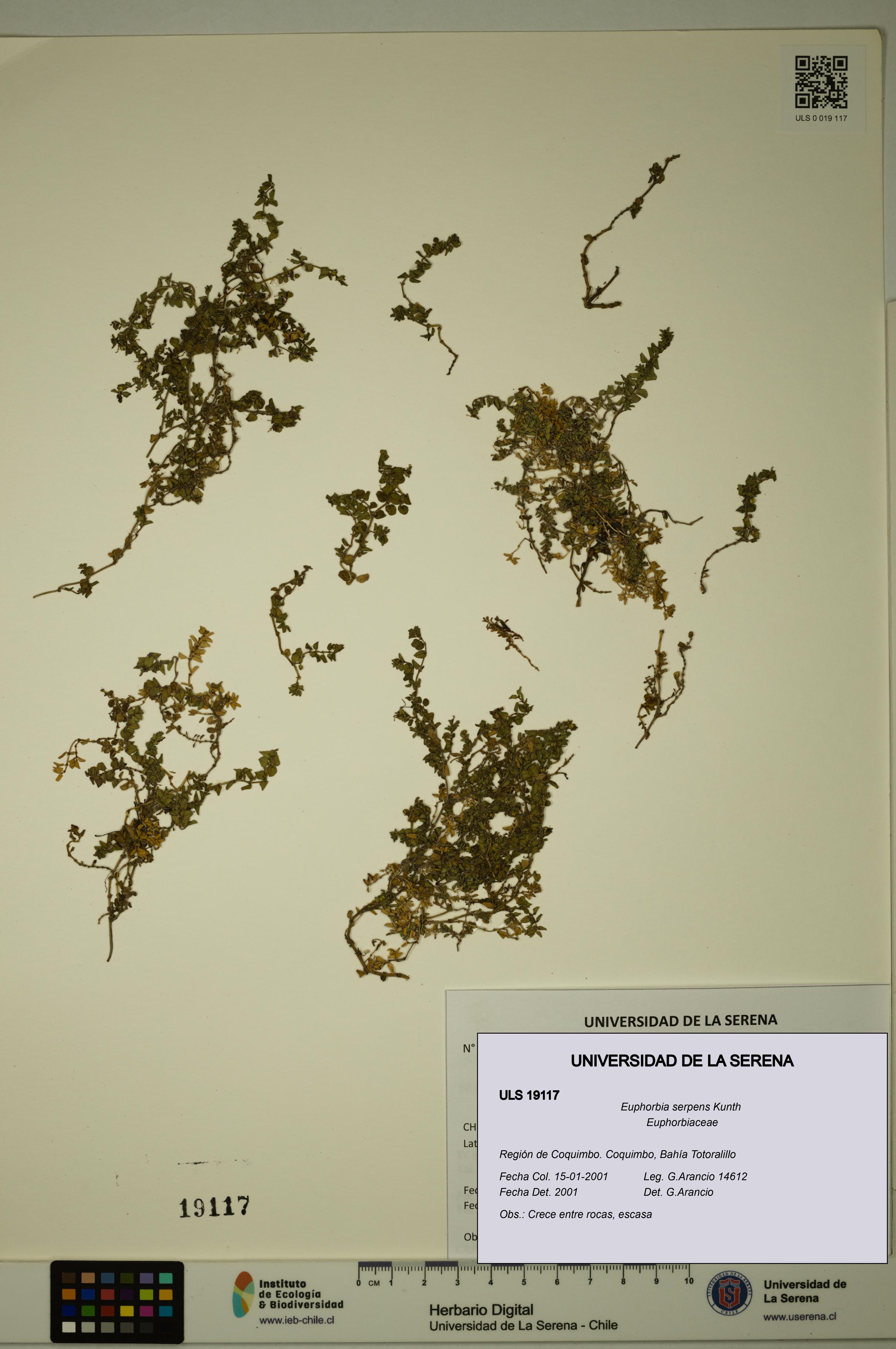 Euphorbia serpens [Espécimen: ULS:ULS:0019117]