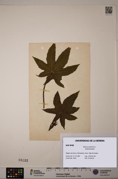 Ricinus communis [Espécimen: ULS:ULS:0019132]