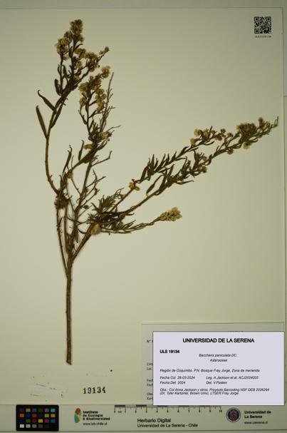 Baccharis paniculata [Espécimen: ]