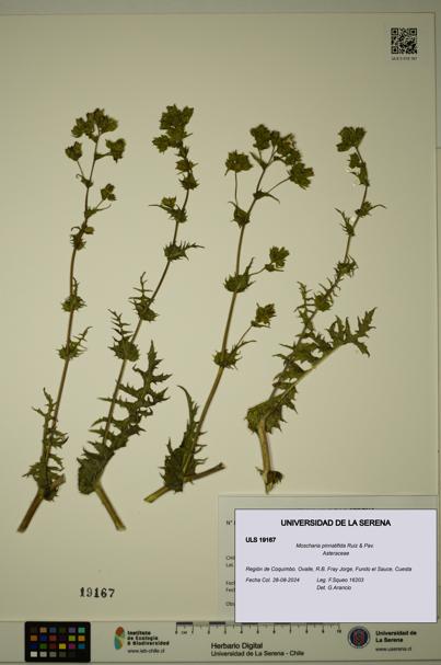 Moscharia pinnatifida [Espécimen: ULS:ULS:0019167]