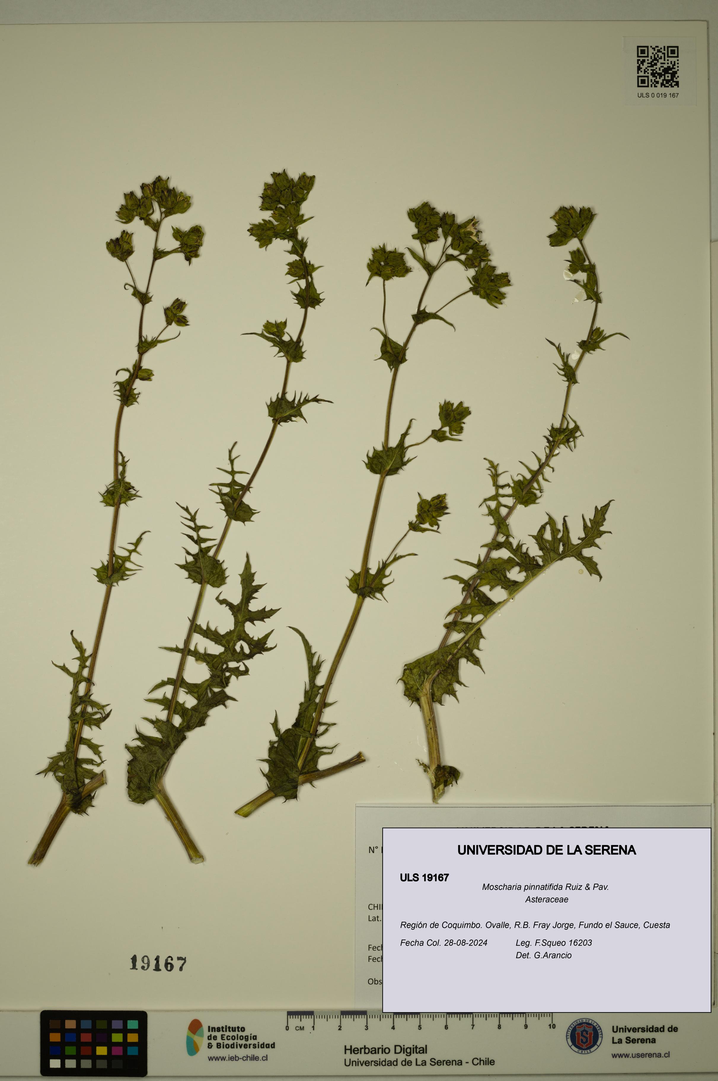 Moscharia pinnatifida [Espécimen: ULS:ULS:0019167]