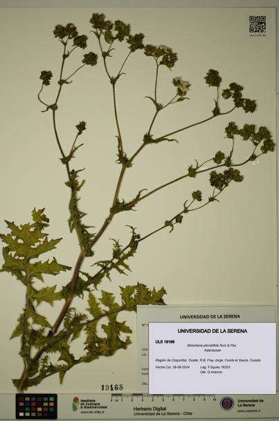Moscharia pinnatifida [Espécimen: ULS:ULS:0019168]