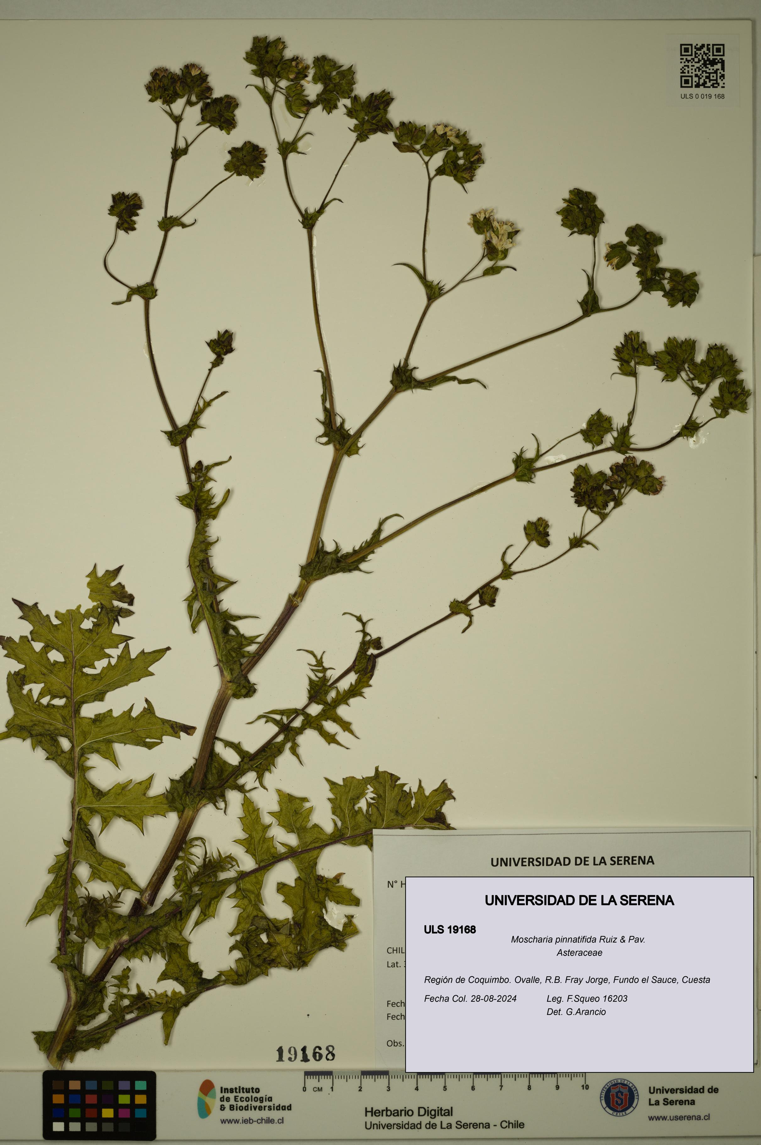 Moscharia pinnatifida [Espécimen: ULS:ULS:0019168]
