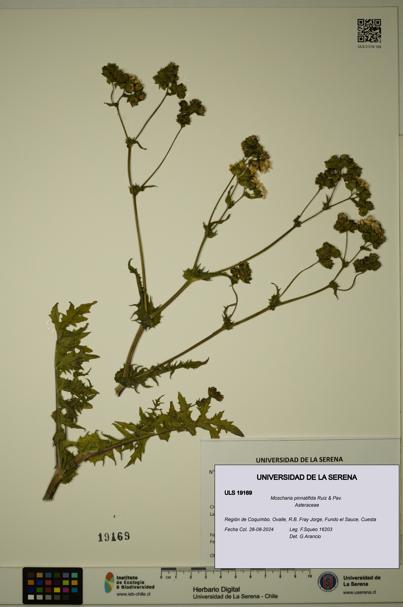 Moscharia pinnatifida [Espécimen: ULS:ULS:0019169]