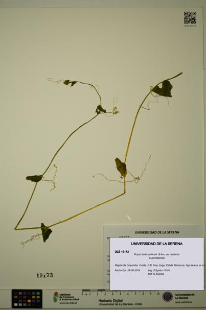 Sicyos baderoa var. baderoa [Espécimen: ULS:ULS:0019173]