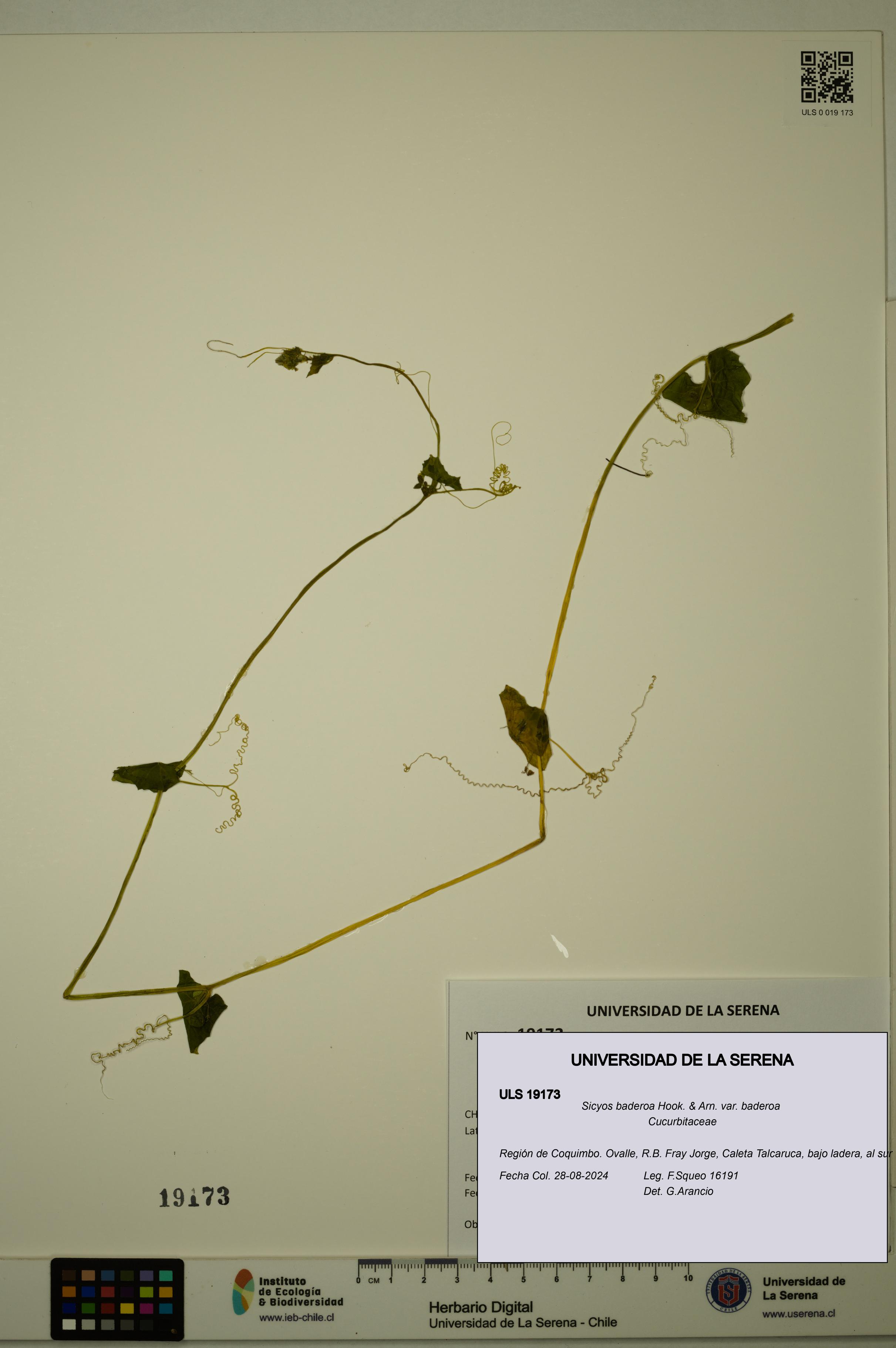 Sicyos baderoa var. baderoa [Espécimen: ULS:ULS:0019173]