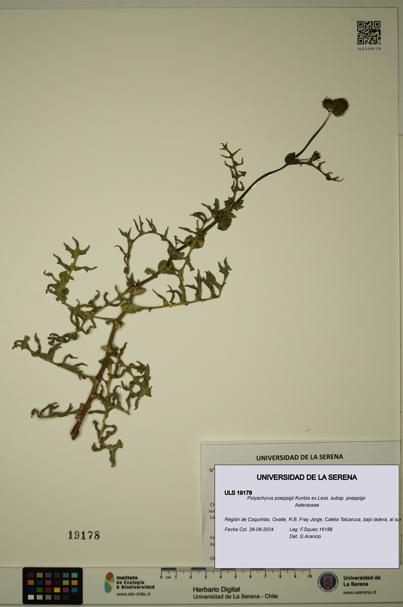 Polyachyrus poeppigii [Espécimen: ULS:ULS:0019178]