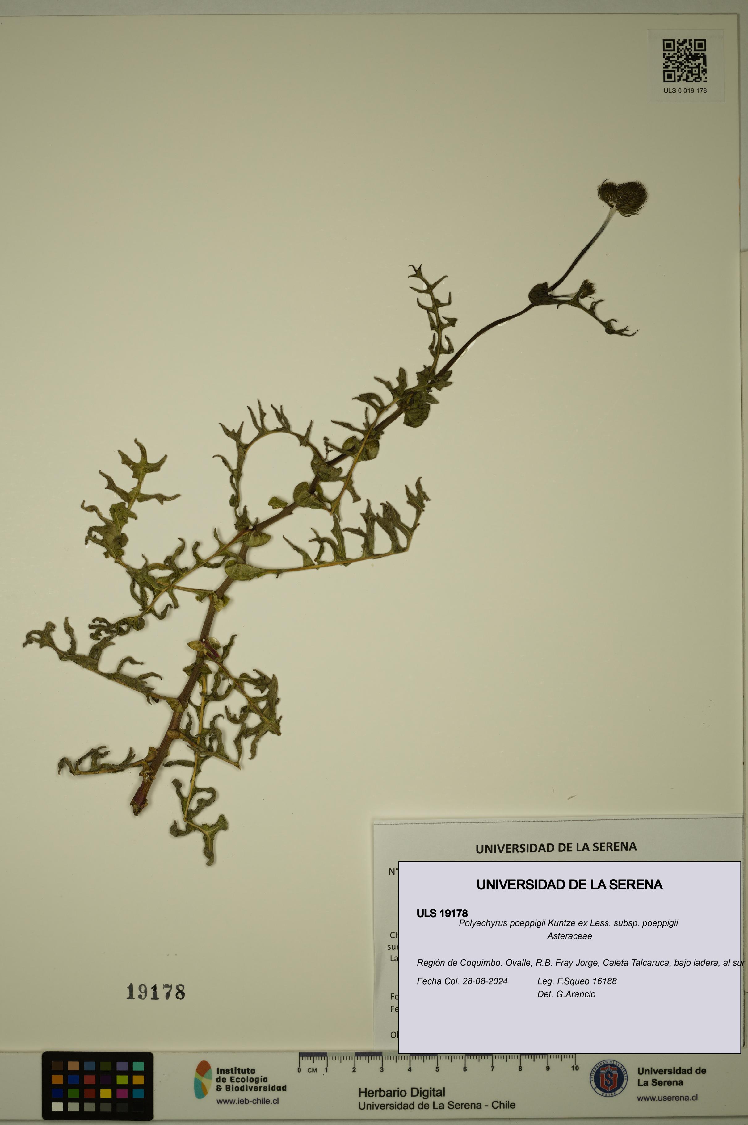 Polyachyrus poeppigii [Espécimen: ULS:ULS:0019178]