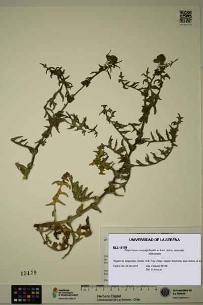 Polyachyrus poeppigii [Espécimen: ULS:ULS:0019179]