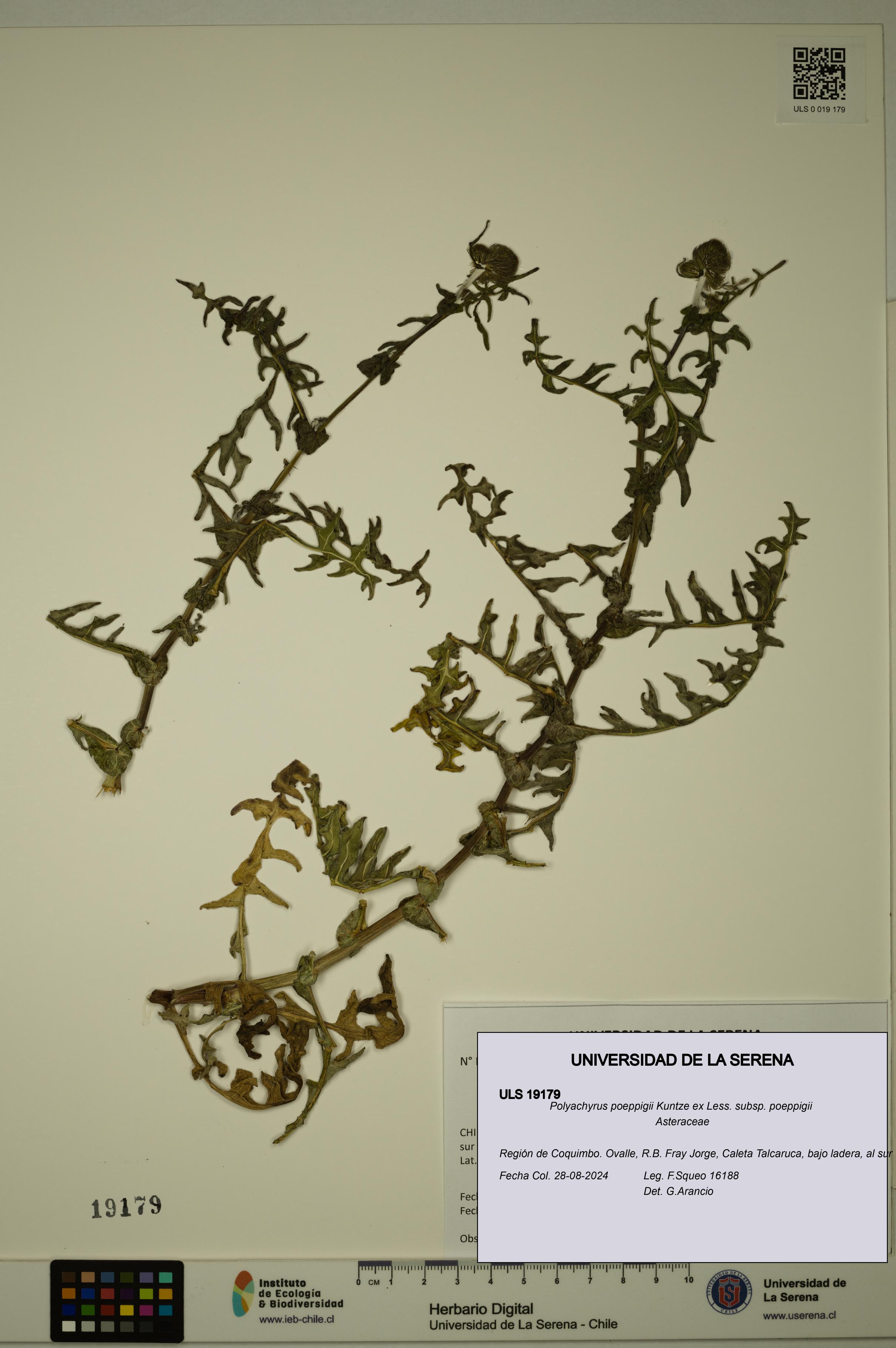 Polyachyrus poeppigii [Espécimen: ULS:ULS:0019179]