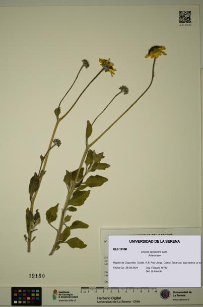 Encelia canescens [Espécimen: ULS:ULS:0019180]