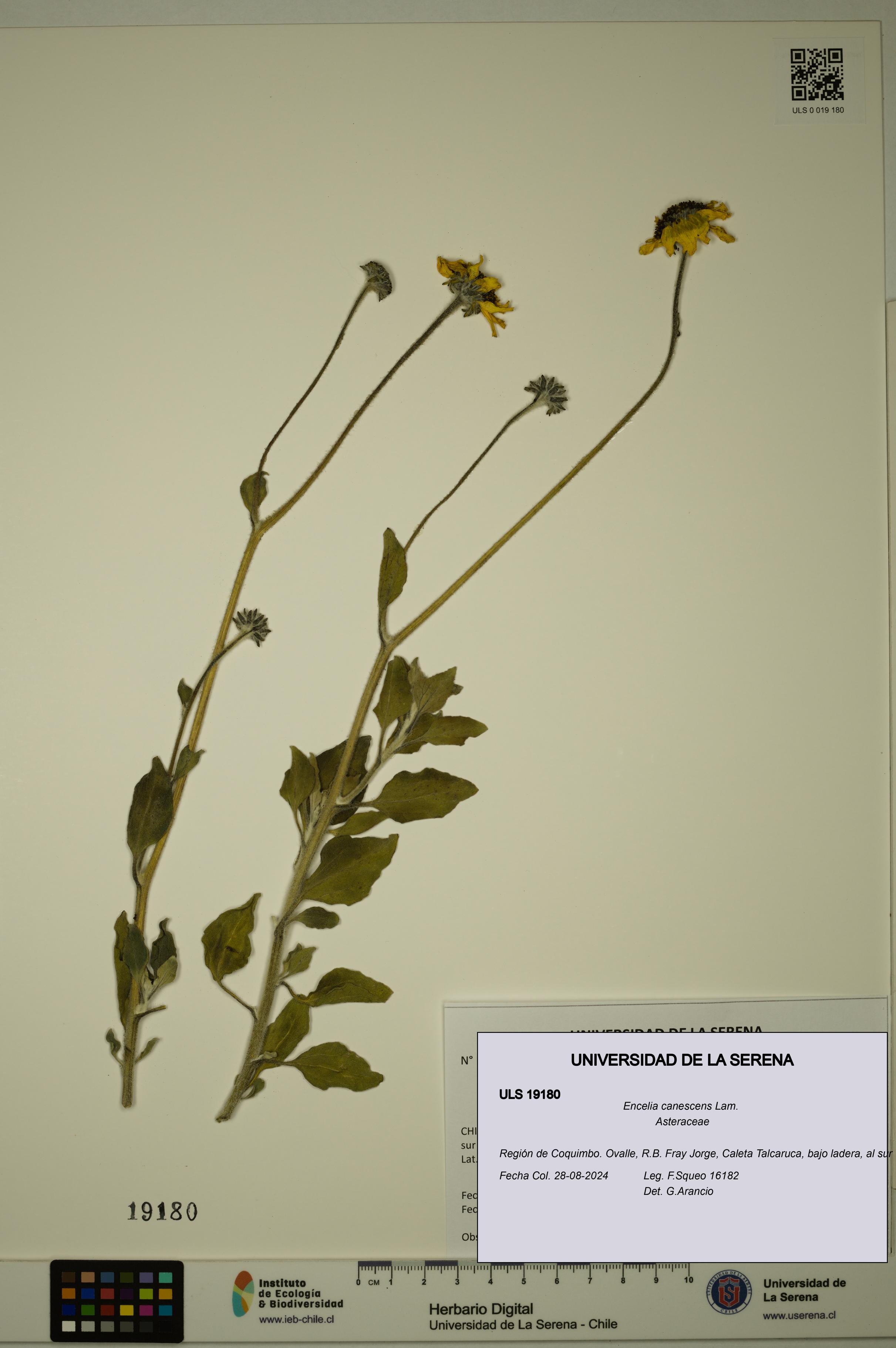 Encelia canescens [Espécimen: ULS:ULS:0019180]