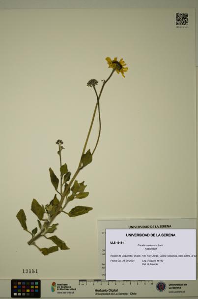 Encelia canescens [Espécimen: ULS:ULS:0019181]