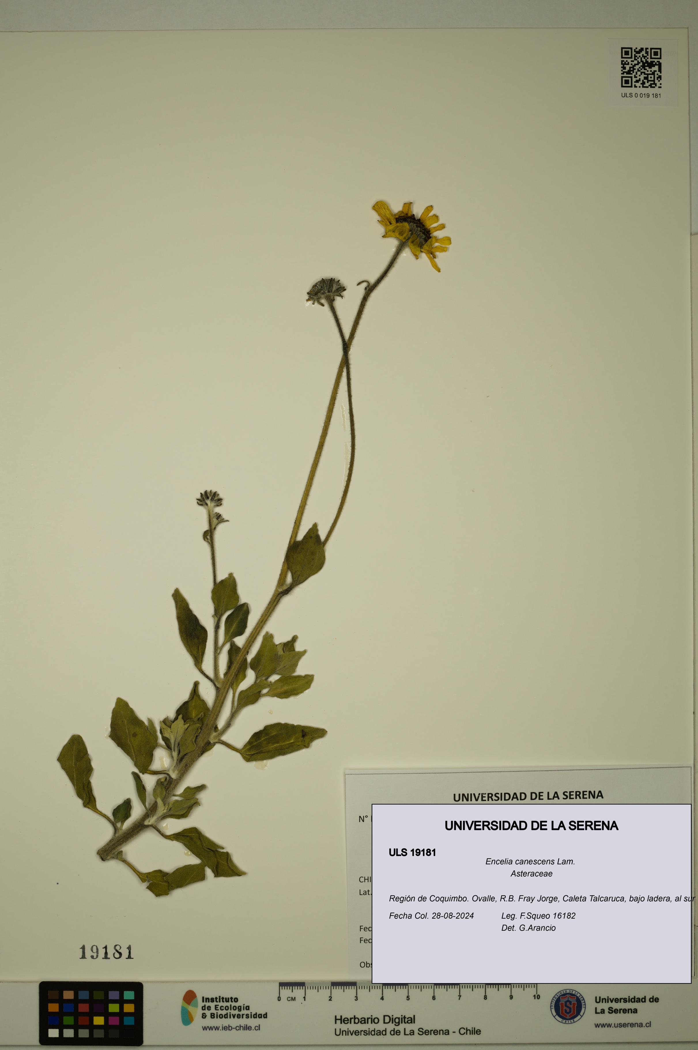 Encelia canescens [Espécimen: ULS:ULS:0019181]