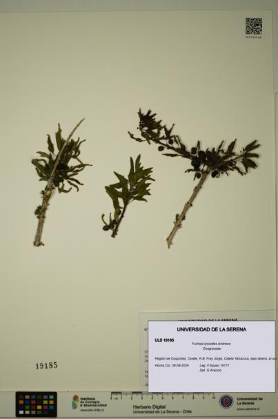 Fuchsia lycioides [Espécimen: ULS:ULS:0019185]