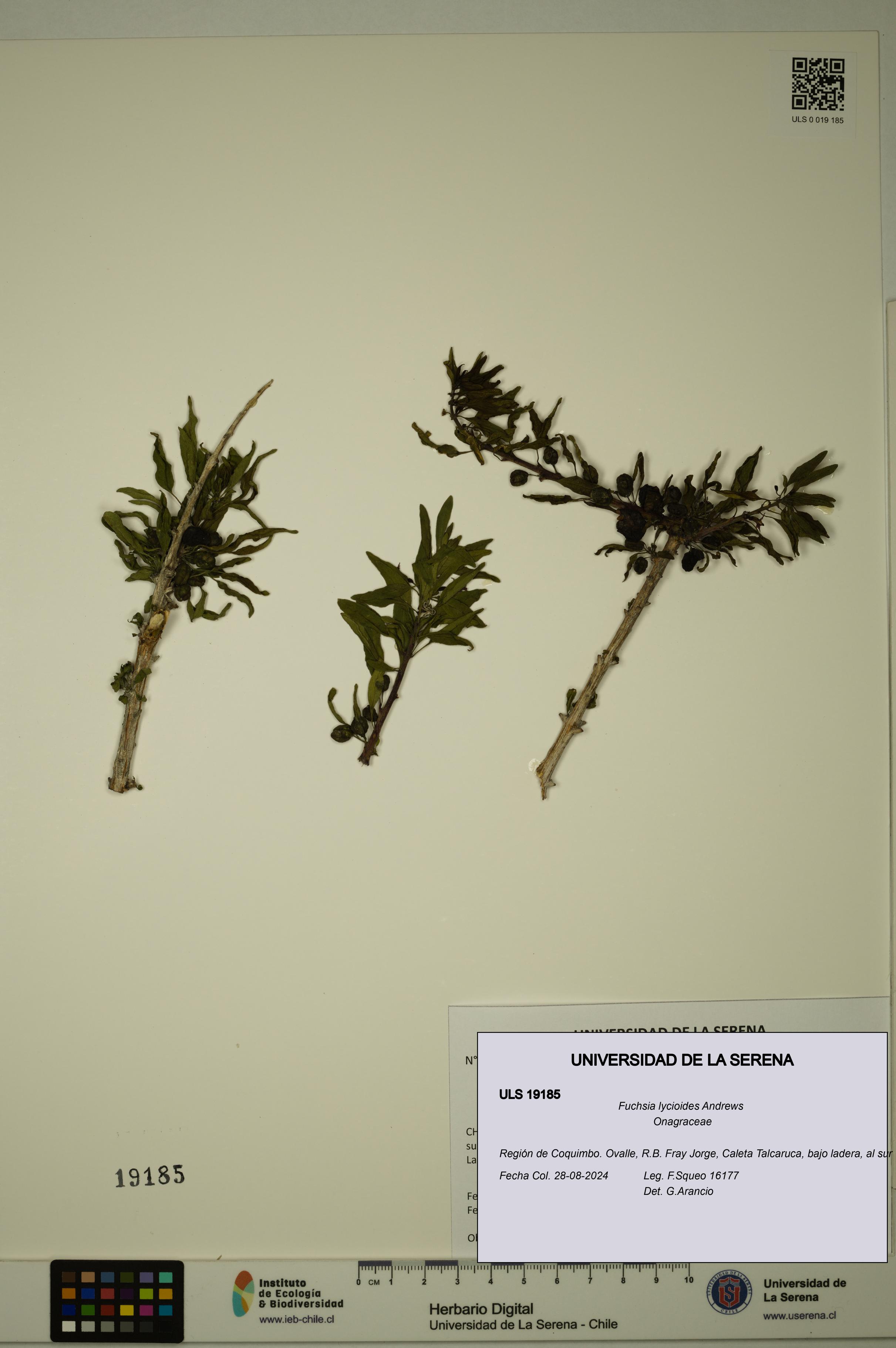 Fuchsia lycioides [Espécimen: ULS:ULS:0019185]
