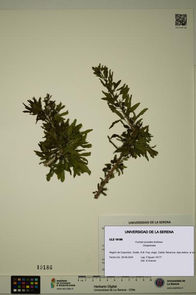Fuchsia lycioides [Espécimen: ULS:ULS:0019186]