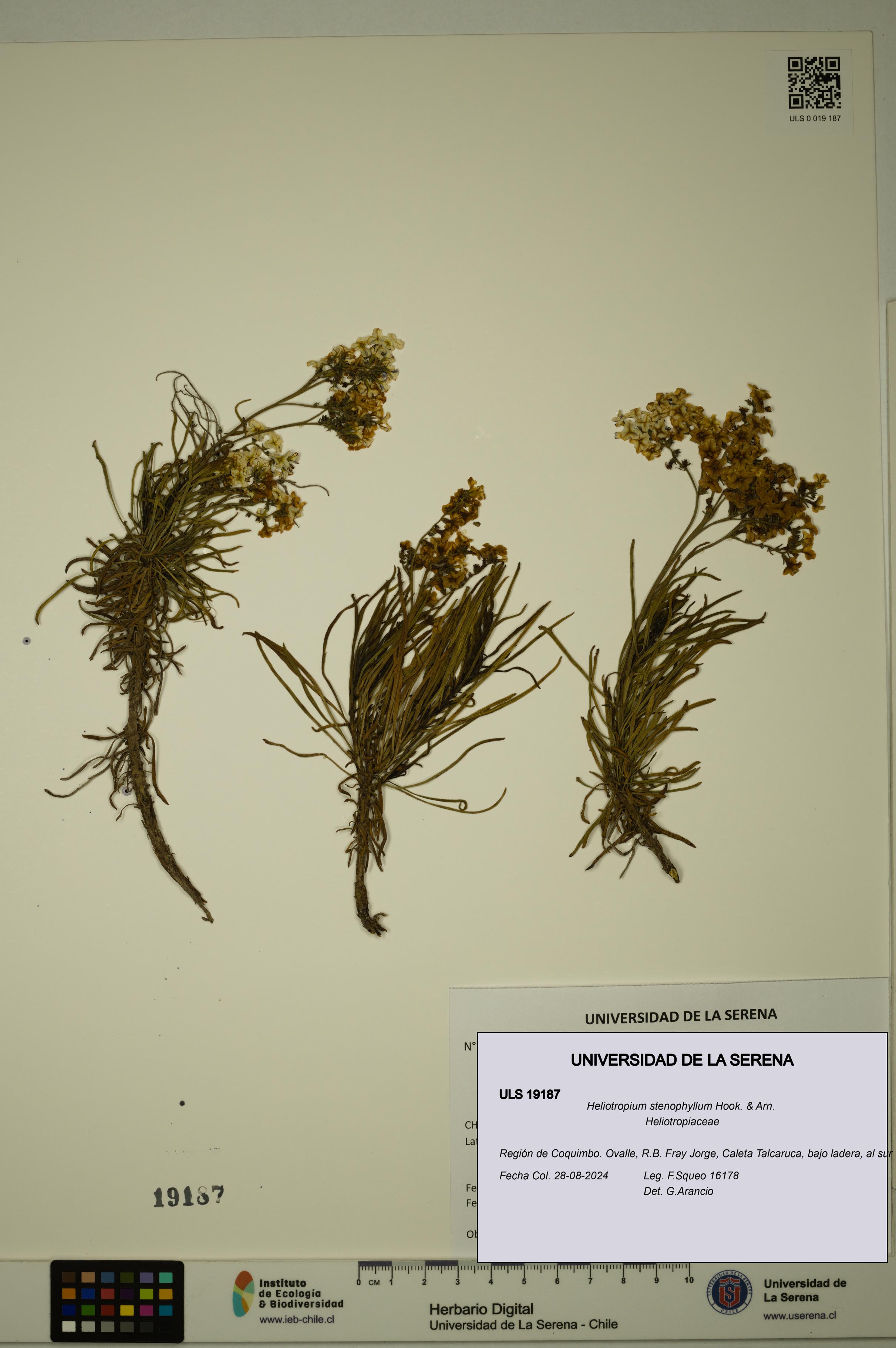 Heliotropium stenophyllum [Espécimen: ULS:ULS:0019187]
