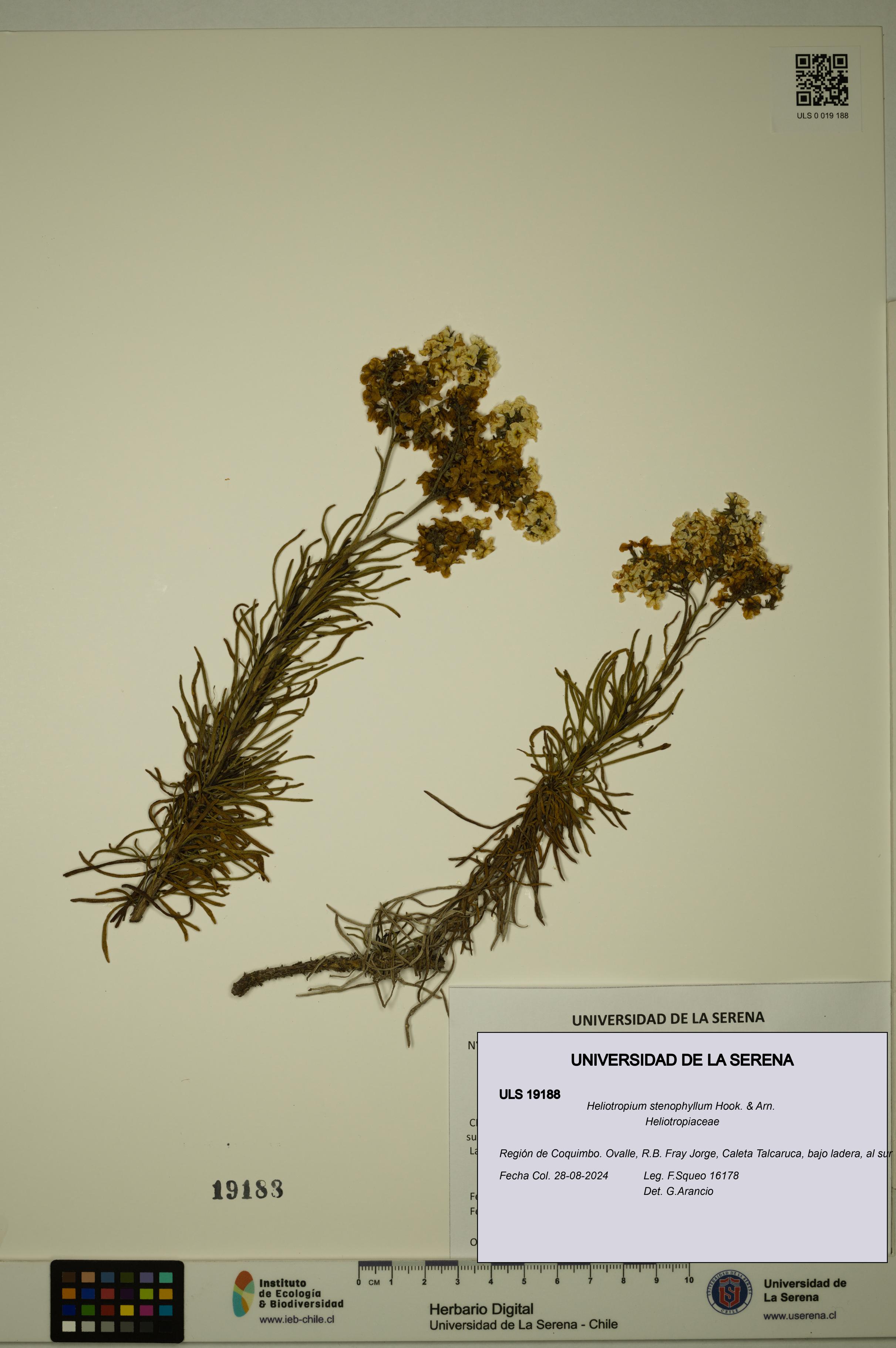 Heliotropium stenophyllum [Espécimen: ULS:ULS:0019188]