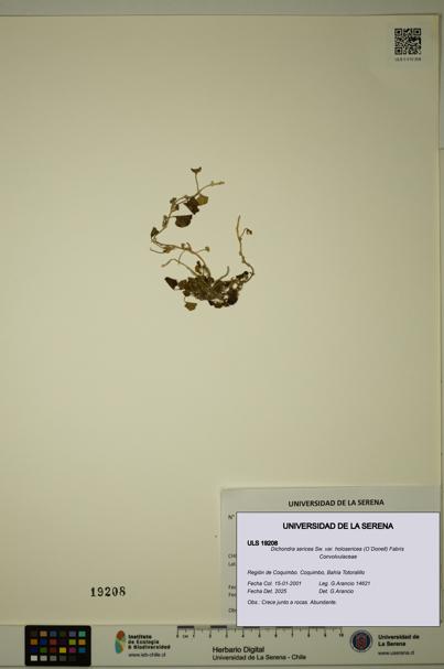 Dichondra sericea [Espécimen: ULS:ULS:0019208]