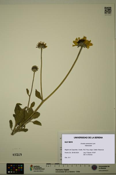 Encelia canescens [Espécimen: ULS:ULS:0019219]