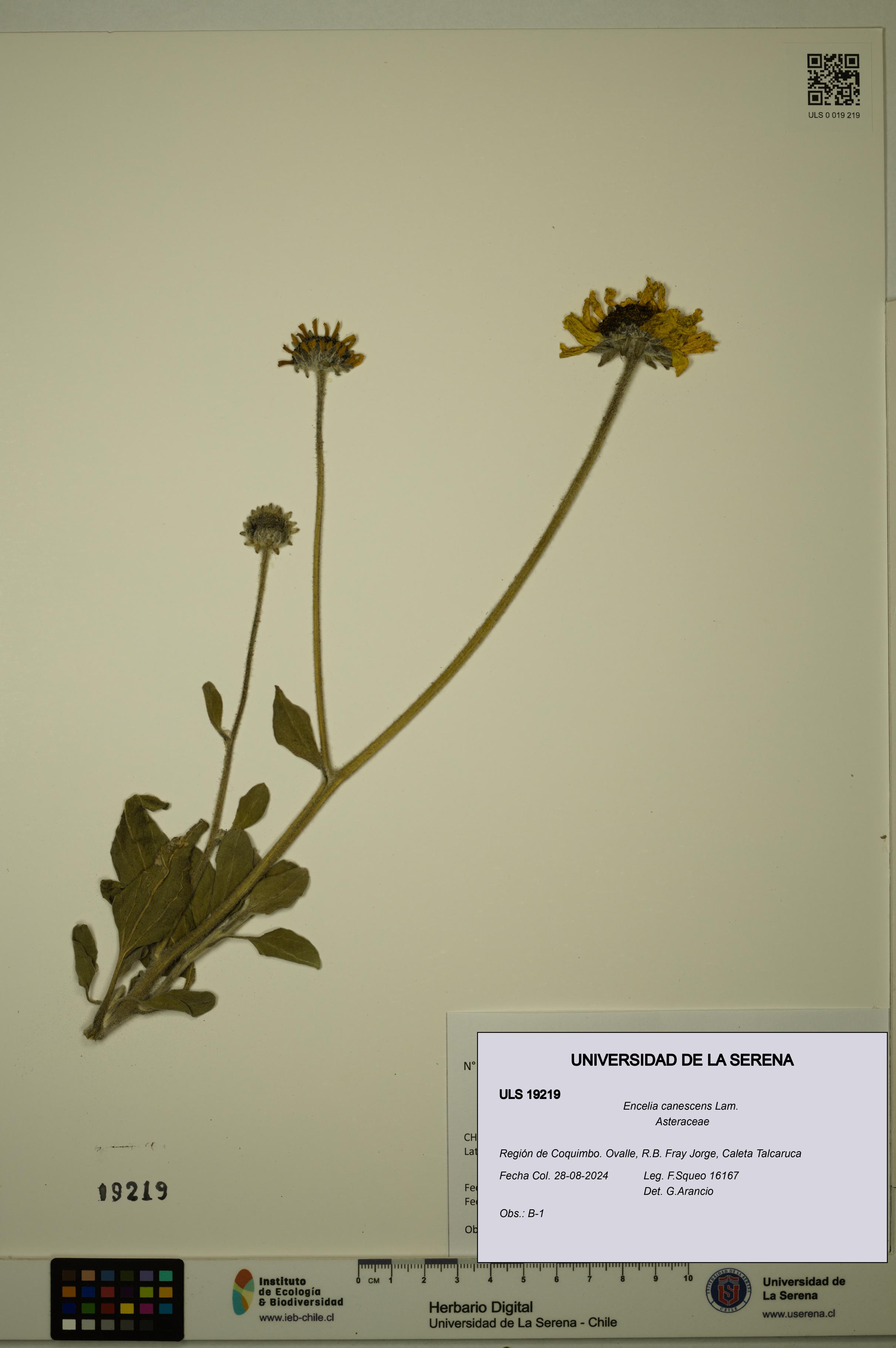 Encelia canescens [Espécimen: ULS:ULS:0019219]