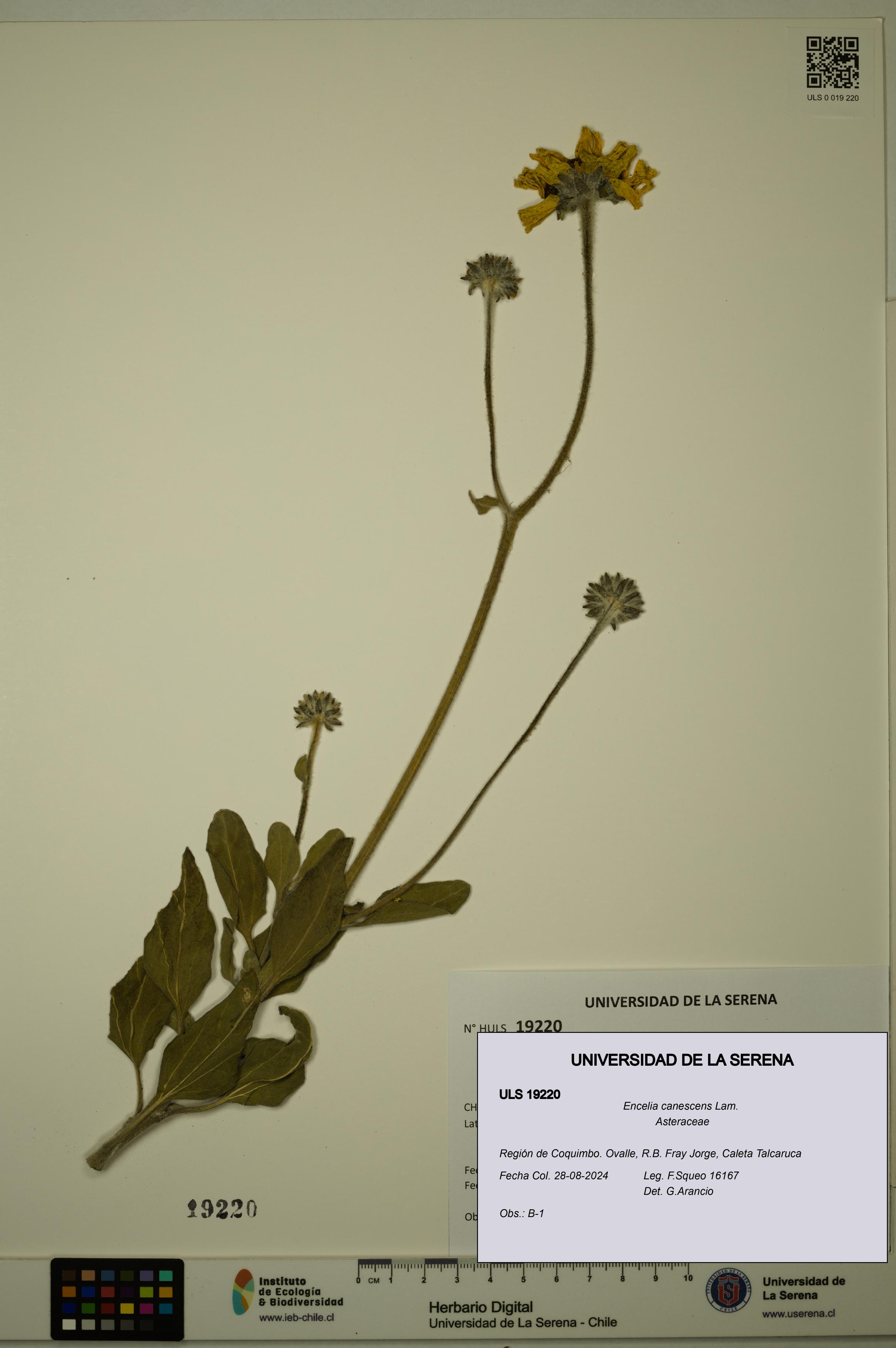 Encelia canescens [Espécimen: ULS:ULS:0019220]