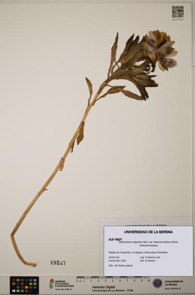 Alstroemeria magnifica [Espécimen: ULS:ULS:0019227]