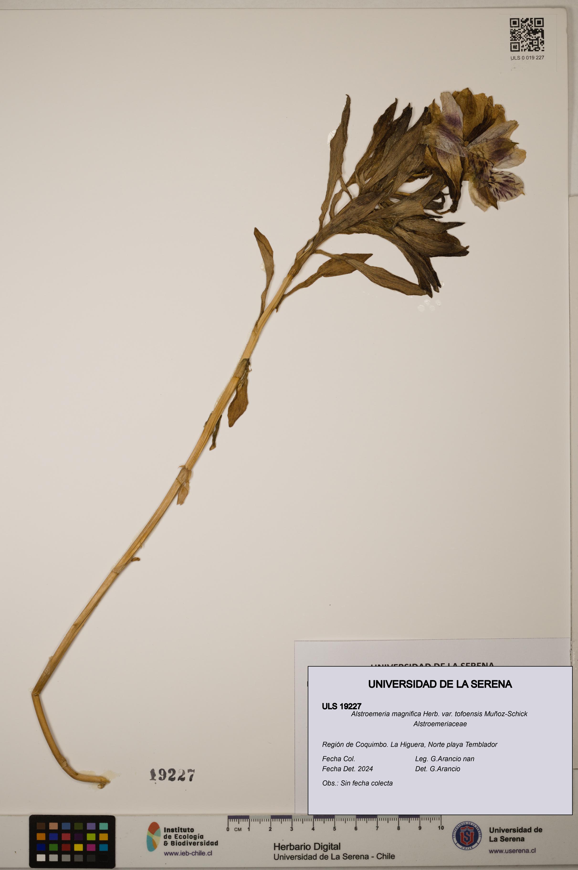 Alstroemeria magnifica [Espécimen: ULS:ULS:0019227]
