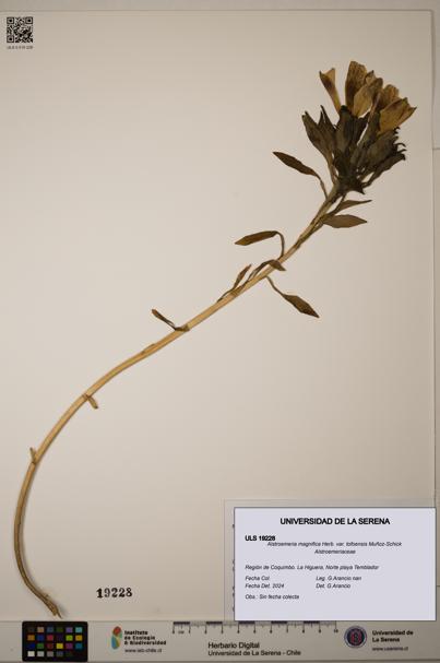 Alstroemeria magnifica [Espécimen: ULS:ULS:0019228]