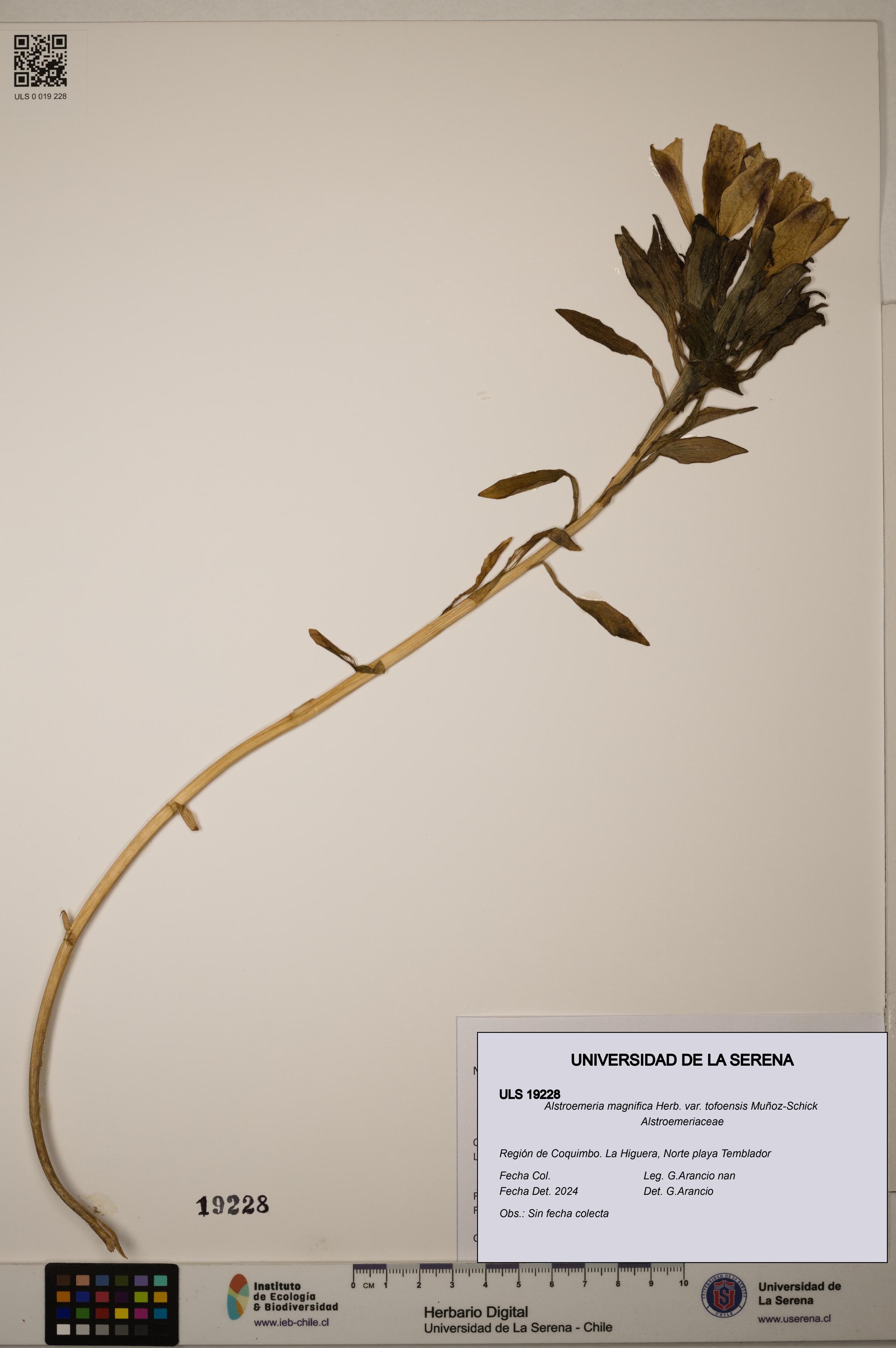 Alstroemeria magnifica [Espécimen: ULS:ULS:0019228]