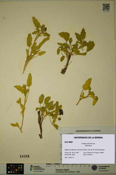 Cristaria andicola [Espécimen: ULS:ULS:0019333]