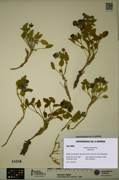 Cristaria andicola [Espécimen: ULS:ULS:0019334]