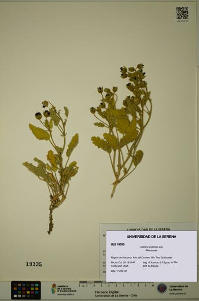 Cristaria andicola [Espécimen: ULS:ULS:0019335]