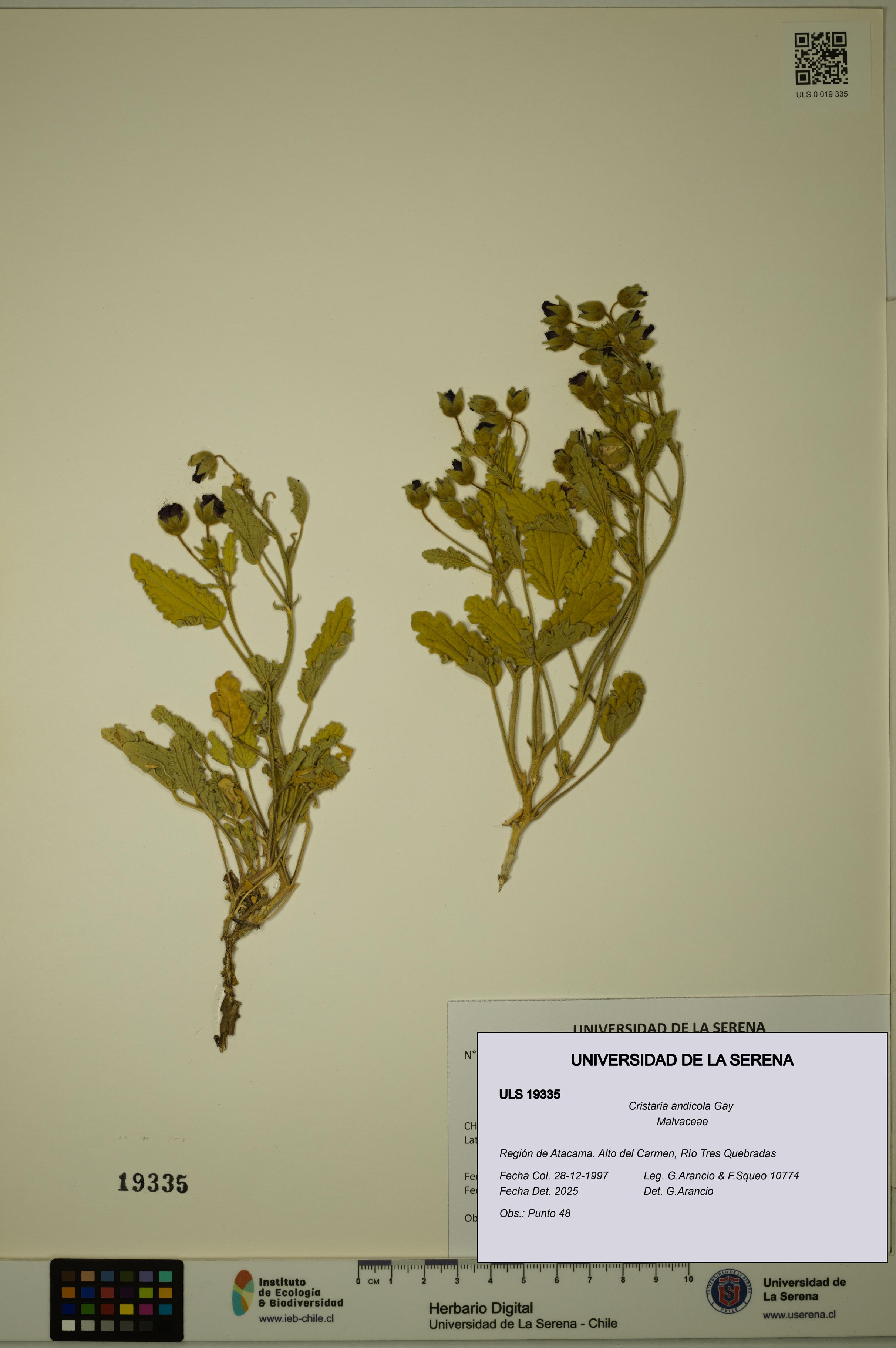 Cristaria andicola [Espécimen: ULS:ULS:0019335]