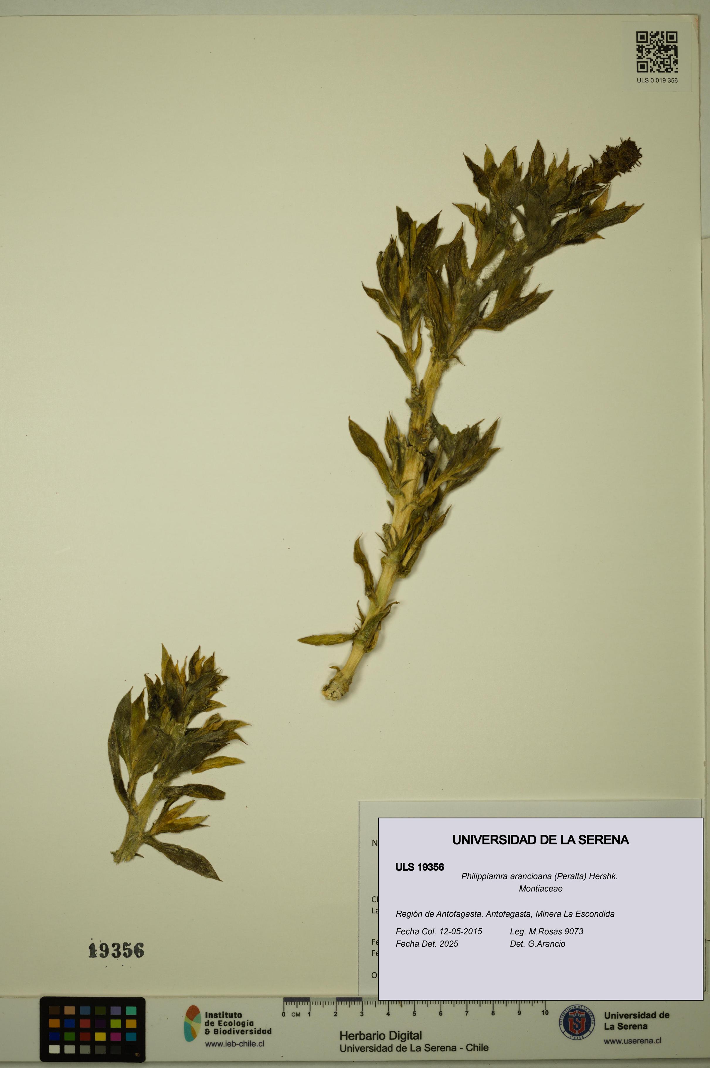 Philippiamra arancioana [Espécimen: ]