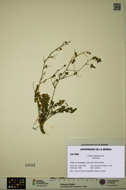 Cristaria integerrima [Espécimen: ULS:ULS:0019552]