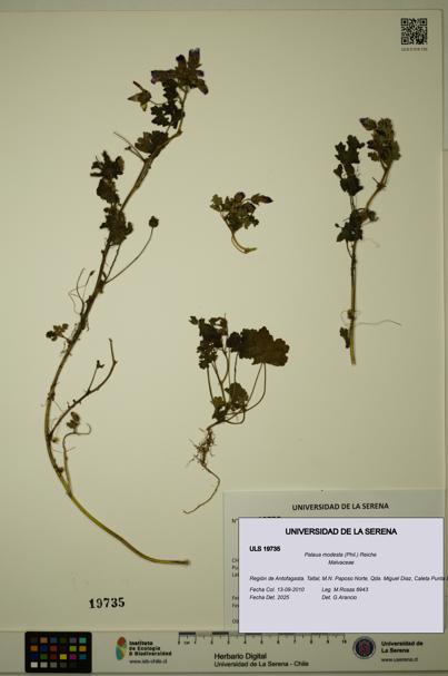 Palaua modesta [Espécimen: ULS:ULS:0019735]