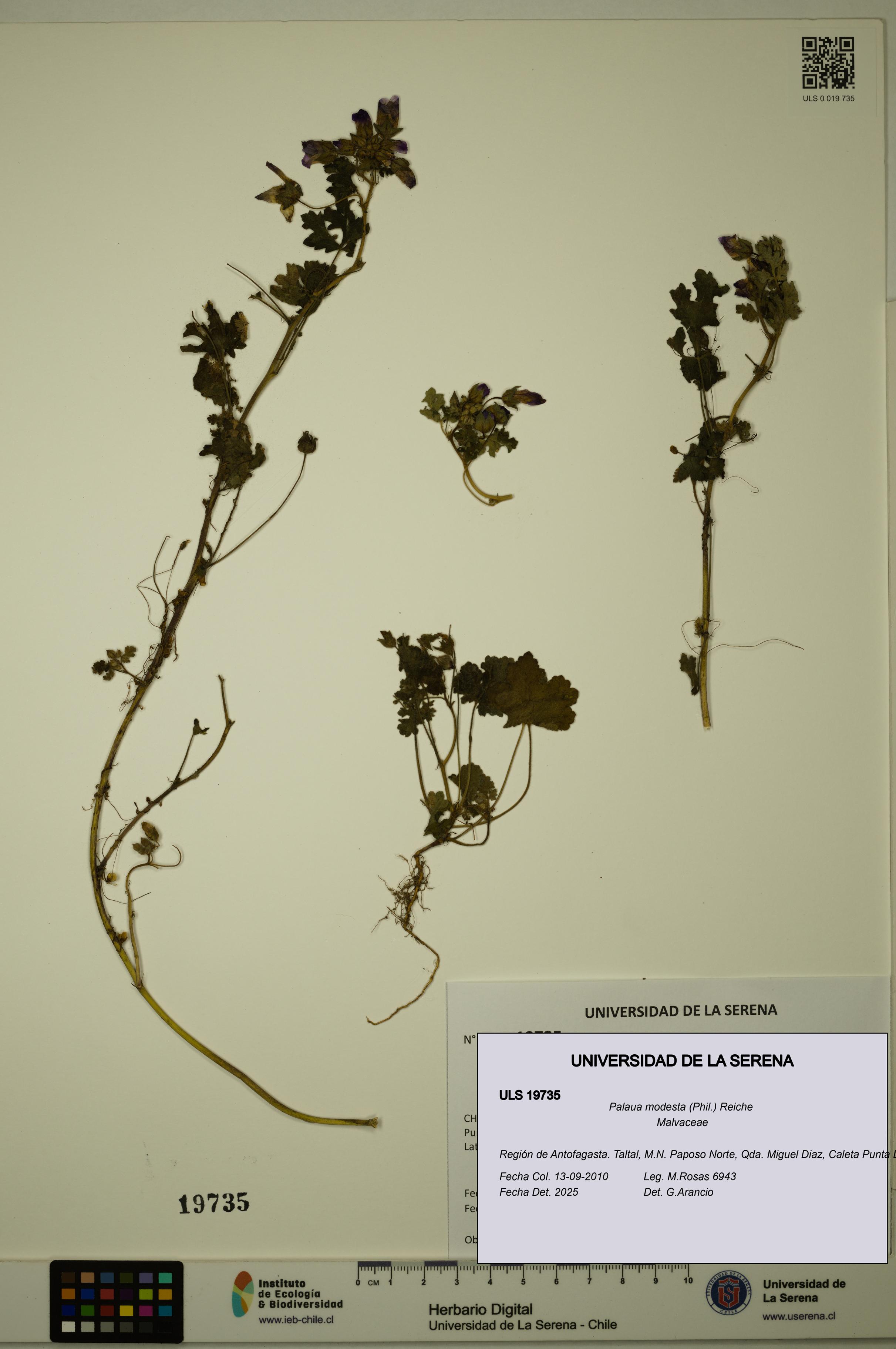 Palaua modesta [Espécimen: ULS:ULS:0019735]