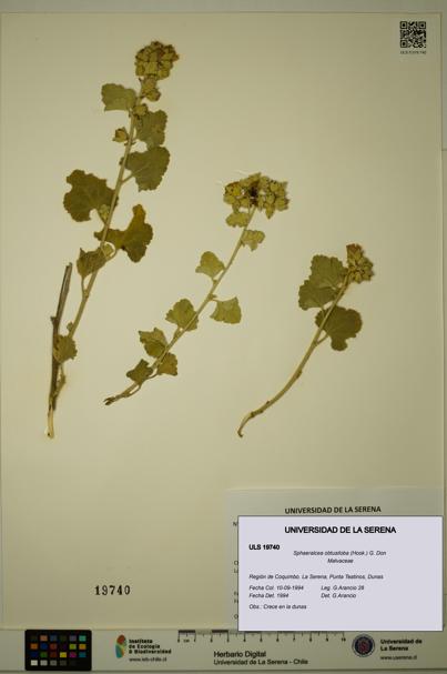 Sphaeralcea obtusiloba [Espécimen: ULS:ULS:0019740]