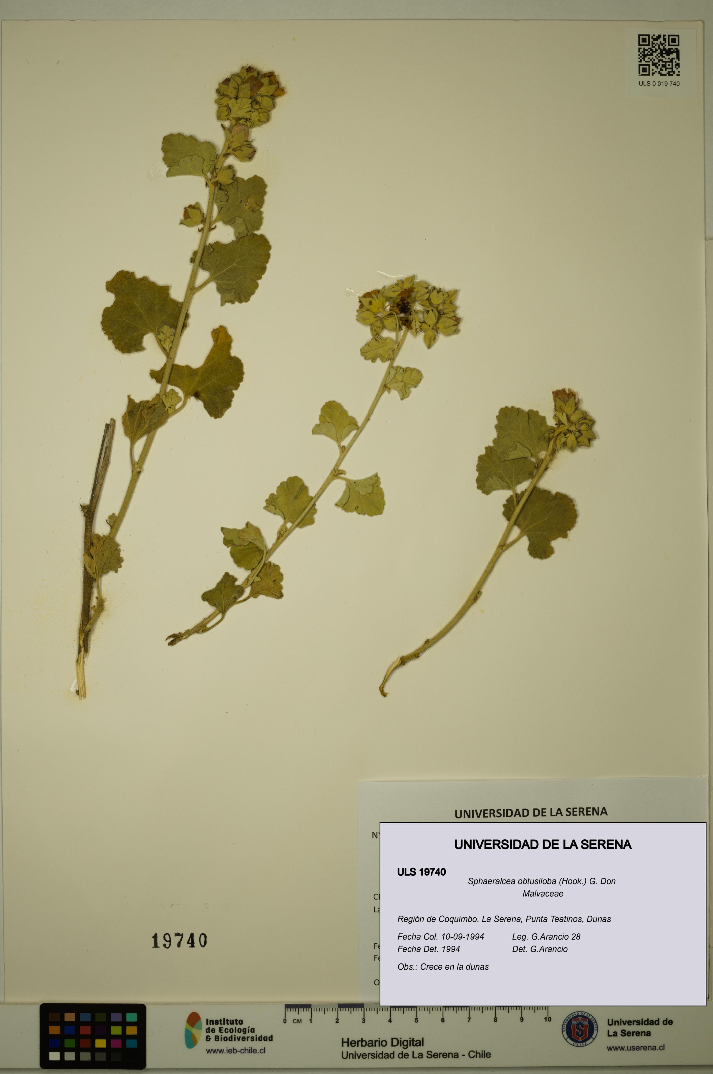 Sphaeralcea obtusiloba [Espécimen: ULS:ULS:0019740]