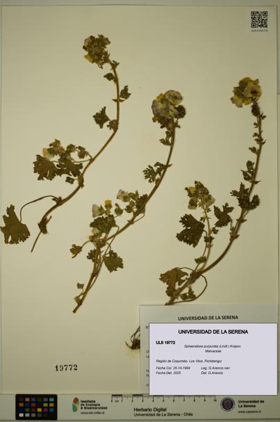 Sphaeralcea purpurata [Espécimen: ULS:ULS:0019772]