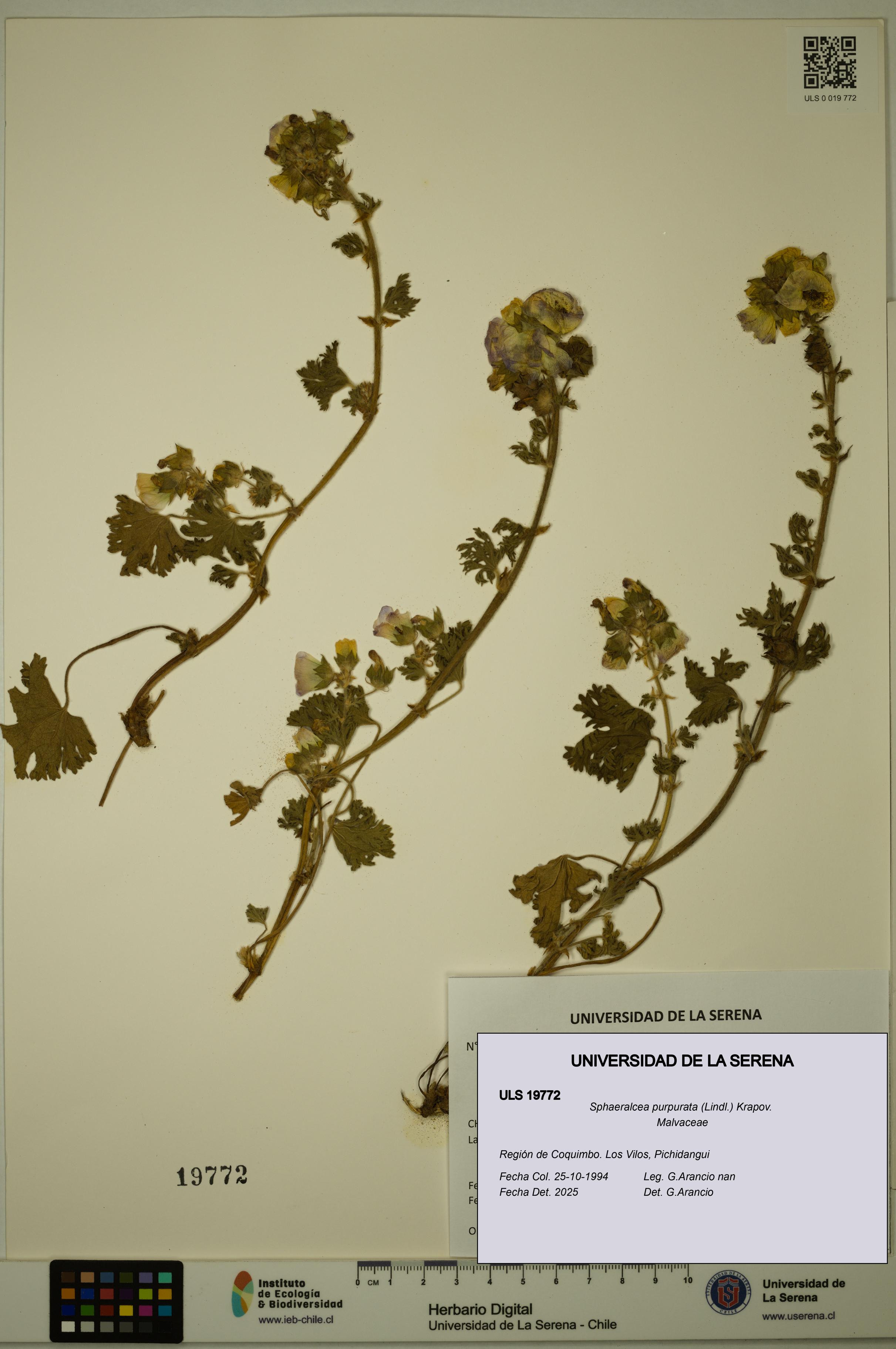 Sphaeralcea purpurata [Espécimen: ULS:ULS:0019772]