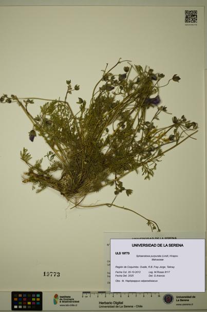Sphaeralcea purpurata [Espécimen: ULS:ULS:0019773]